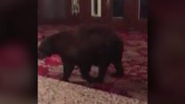 Bear roams 'The Shining' hotel