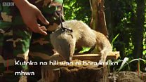 Jeshi la Sri Lanka lawapa mafunzo nguchiro kunusa na kutambua vilipuzi