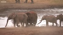 Wanafunzi wavumbua kifaa cha kuwafukuza Tembo Kenya