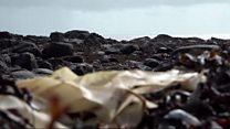 Seaweed