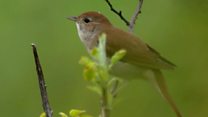 We're going on a nightingale hunt