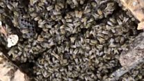 Thousands of bees found in hospital roof