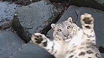 Snow leopard's surprise at new camera
