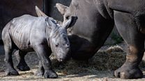 Park welcomes birth of baby rhino