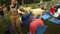 Goat yoga?
