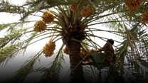 خیرپور کی کھجور: کٹائی سے تیاری کا عمل