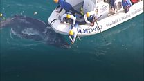 Baby whale rescue