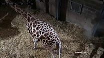 Baby giraffe takes first steps