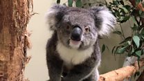 Bid to save koalas with 'back-up' Europe clan