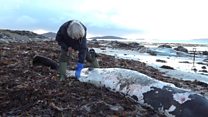 Spermwhale