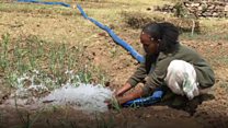 'ልቢ እዩ ዝርእይ'