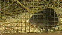 Giving the water vole a fighting chance