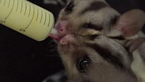 Making 'baby formula' for Aussie animals