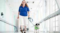 Monty the dog 'lifts up' hospital patients