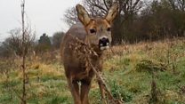 Free camera loan project films wildlife