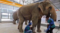 India's first elephant hospital opens