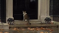 Downing Street cat gets a helping hand