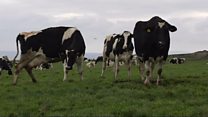 NFU