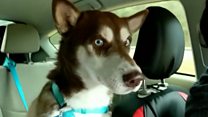 Husky Sinatra 3600 kilometrelik maceradan sonra evine döndü
