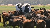ይህ የዓለማችን ትልቁ በሬ ነው?