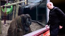 Magician's tribute to zoo's orangutan