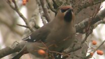 Winter bird visitors thrill photographers