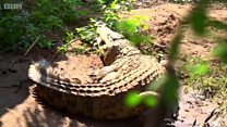 L'homme aux 40 crocodiles