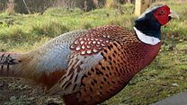 Phil the 'terror' pheasant stalks streets