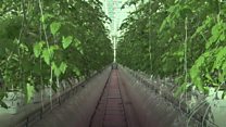 Inside the giant hi-tech tomato glasshouse