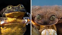 World's loneliest frog finds mate