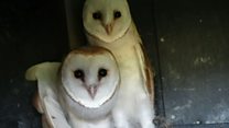 Nesting Boxes Boost Staffordshire Barn Owl Population Bbc News