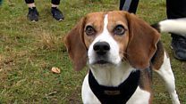 Dog walks to help stop student stress