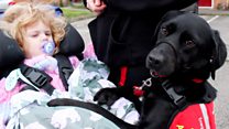 Dog helps disabled toddler get dressed
