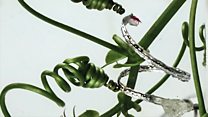 The robot tendrils that mimic plants