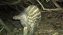 Bid to protect rare giant pangolins