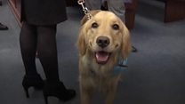 Why this dog was sworn in at court
