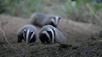 'Hundreds' of badgers killed each year
