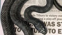 Sssprise: 'Panic' at toilet rat snake