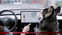 Click: Жаныбарлар үчүн иштеген автокондиционер