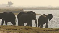Botswana's elephant hunting dilemma