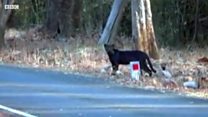 Rare black leopard caught on film