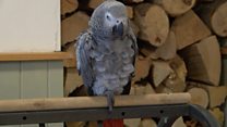 The trekking parrot which mimics dogs