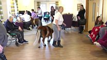Horse Therapy