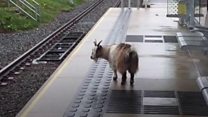 Missing goat found at tram stop
