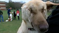 Maggie the wonder dog's new home