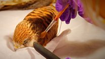 Taxidermy exhibits get weird spring clean