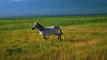 War'uzi igituma izi ndogobwe zo mw'ishamba zifise imirongo?
