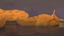 Viper and tree frogs found in luggage