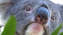 Koala scheme 'working despite death'
