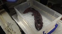 'Living fossil' given new home